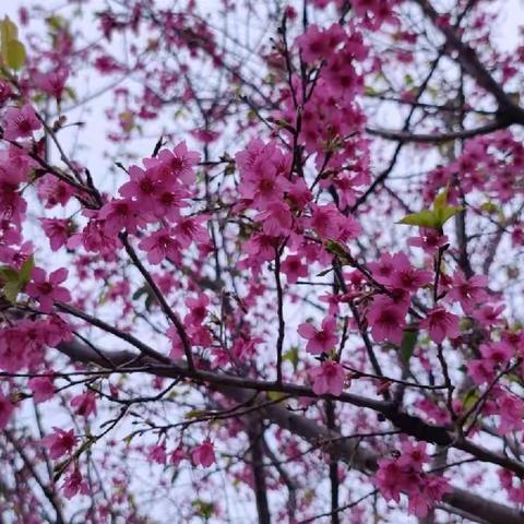 悠悠春草香，花开虫鸣时