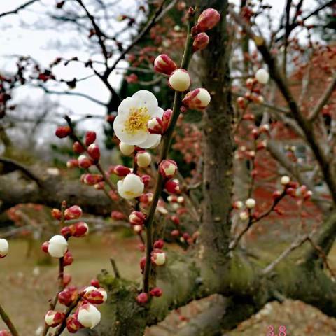 梅花香自苦寒来