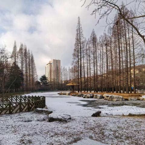 岛城2021年底一场雪