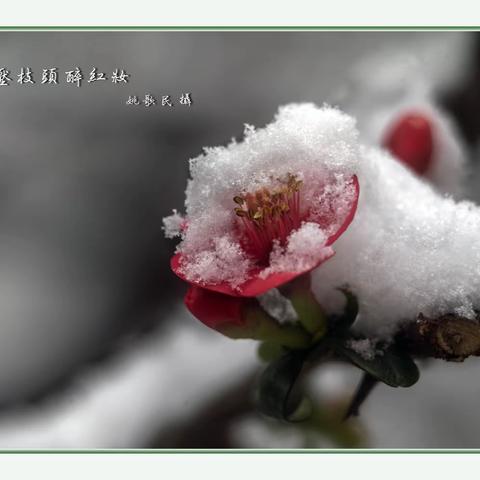 阳生早春一场雪