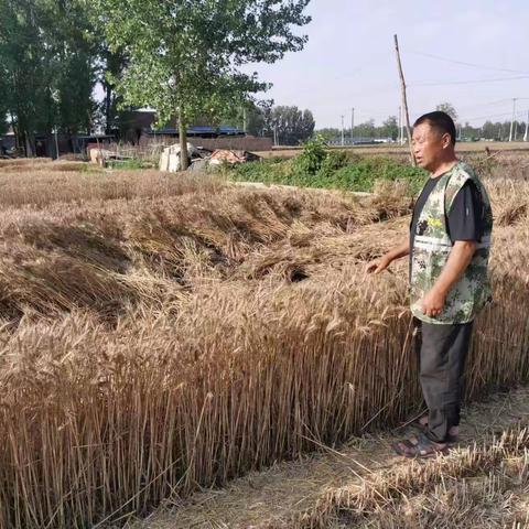 强国有我 南鲁集镇组织民兵护航“三夏”生产 开展国防知识宣传