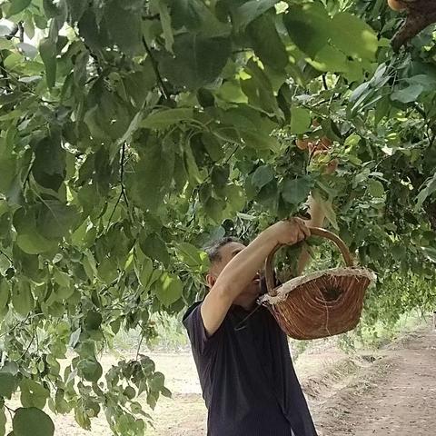 杏子熟了，藁城大常安游记