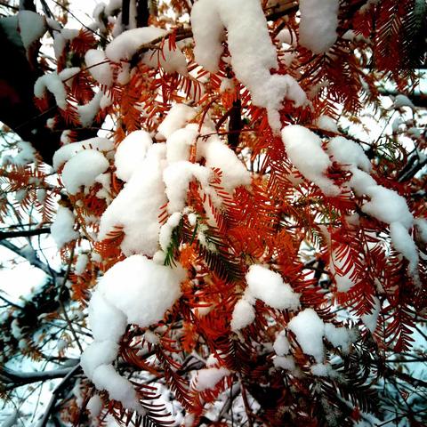 秋叶与初雪