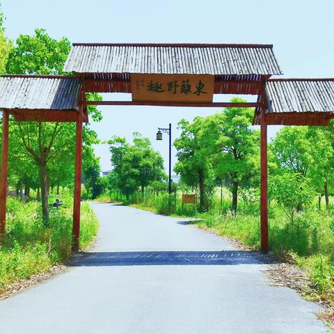 “东篱野趣”去野炊