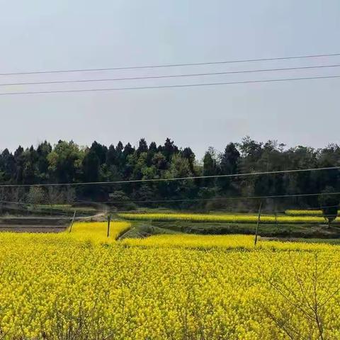 剑南路小学三年级四班学生习作：我的植物朋友之描写油菜花系列