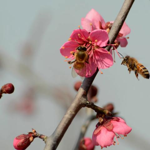 梅花蜜蜂