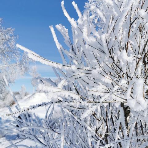 乌兰布统雪乡映像