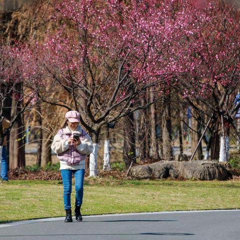 梅花初开