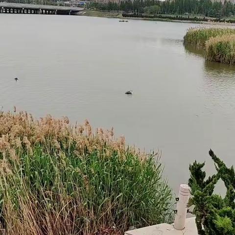 城阳白沙湾鸟类