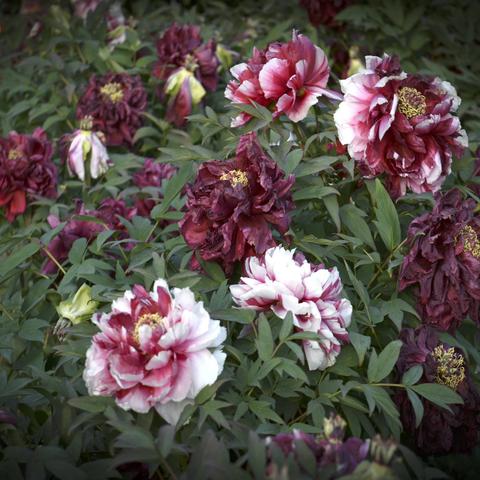 2022.5.4下午中山公园赏花（牡丹）