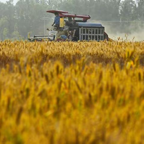 黄河三角洲滨州中裕小麦丰收的季节
