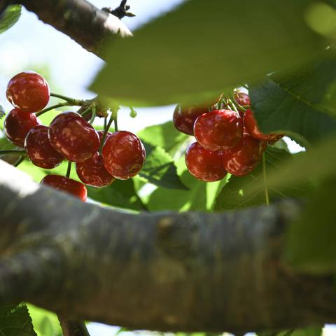 2022.5.30跟随大家去北宅吃樱珠记录现场