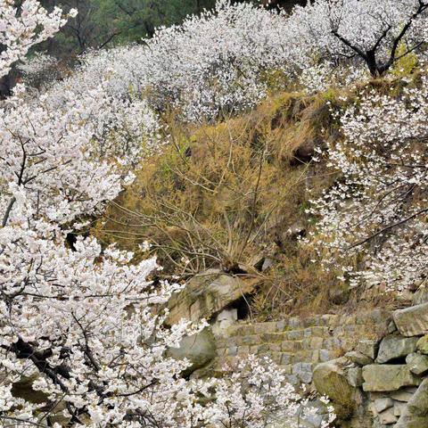 崂山水峪樱花盛开的季节
