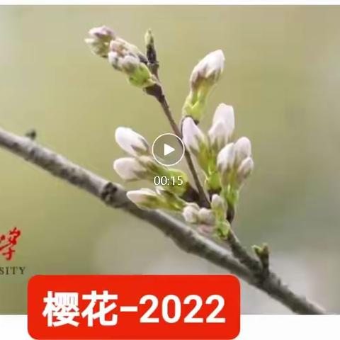 武汉大学樱花-2022