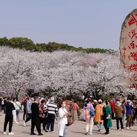 春 游 武 汉 东 湖 樱 花 园