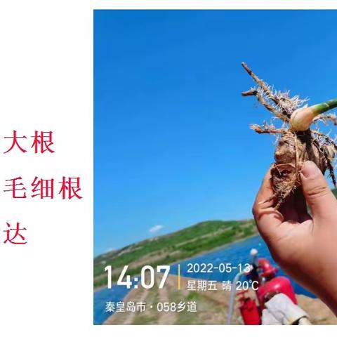 巴内达生根抗病套餐助力河北唐山大姜增产增收🎉🎉