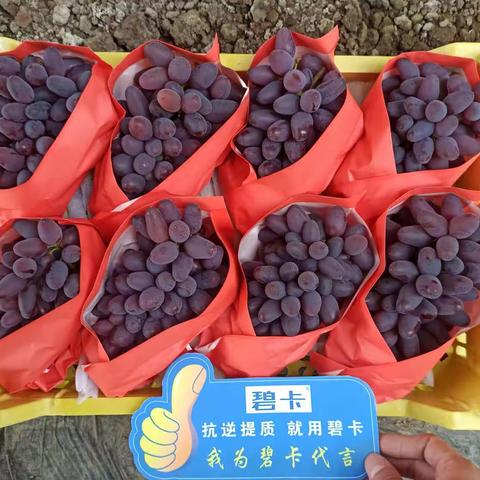 看碧卡抗逆提质功能肥如何助力河北乐亭葡萄🍇增产增收！！