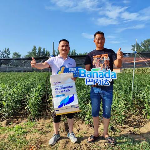 碧卡颗粒水溶肥与复合肥效果谁更胜一筹？小编带您来揭晓！