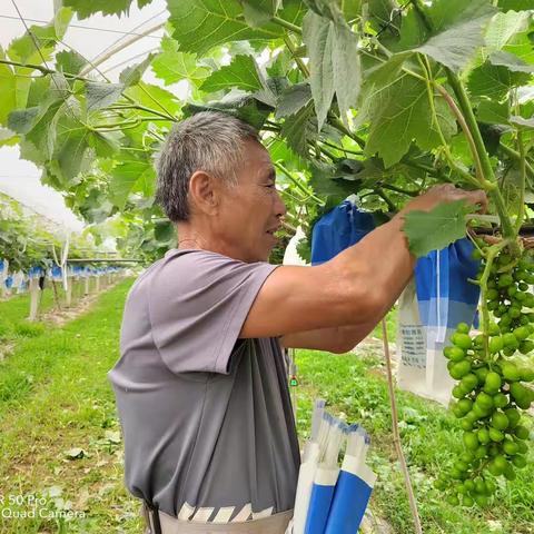 狮口村：葡萄提品质 村民套袋忙