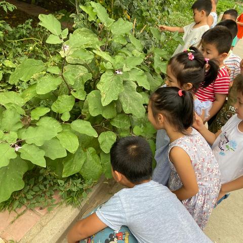 《表征🥬我眼中的小菜园》