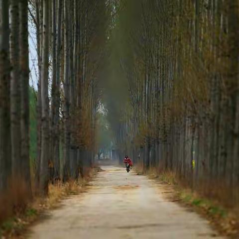 水岸观花 趣封丘--封丘第三届水岸油菜花生态旅游节