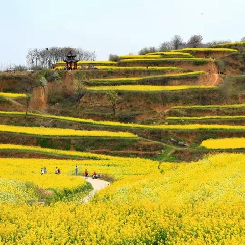 黄花漫上乱石坡