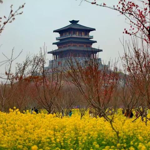 千年孤柏渡 万亩樱花园--三八节孤柏渡赏花