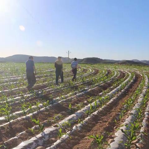 周河镇“多点开花”，让贫困群众喜尝“脱贫致富果”