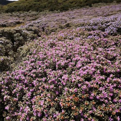 又想投入谷克德索玛花、青山、蓝天白云的怀抱了，5月4日得以成行，果然心满意足。