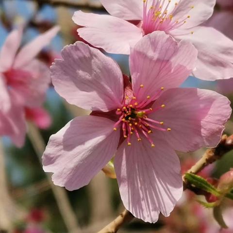 赏樱🌸玉渊潭