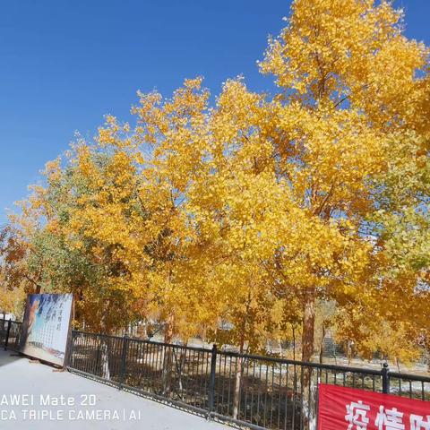 金秋胡杨美校园  拼搏精神润心田———库尔勒市第十四中学研学实践活动