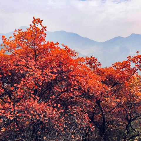 霜叶红于二月花~药王谷赏秋