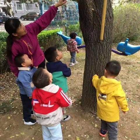 潍坊学院翰林幼儿园王羲之班“学习力”自然课程--秋天的秘密