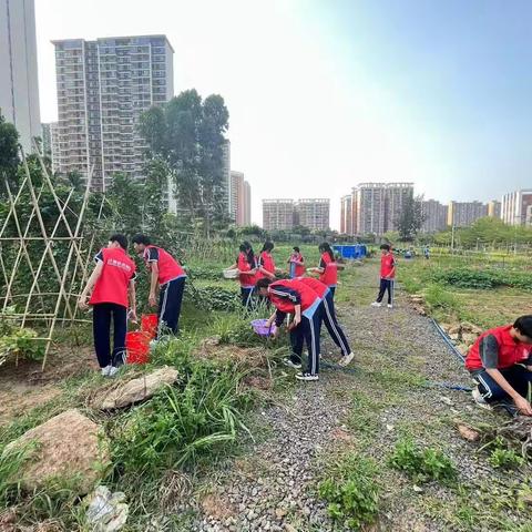 计算机应用系——劳动基地志愿服务活动
