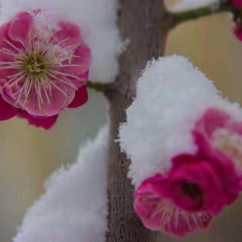 傲雪红梅