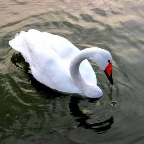 平陆三湾天鹅