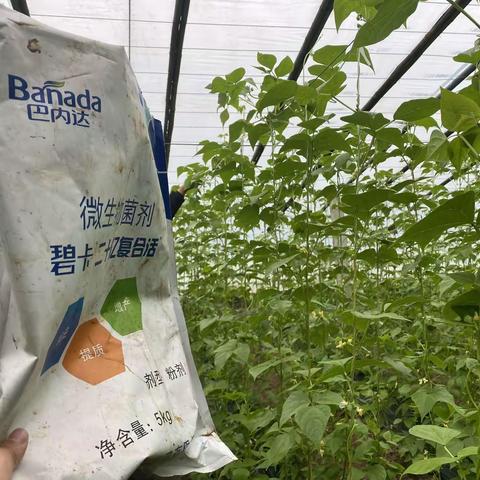 🎉🎉🎉碧卡‘黄金套餐’20亿微生物菌剂+根聪聪在芸豆上的表现如何？