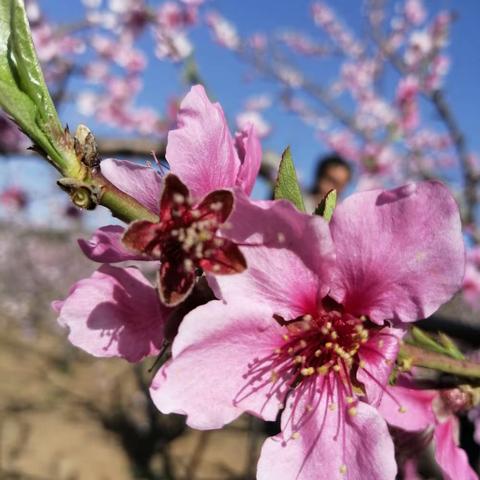 白花和红花