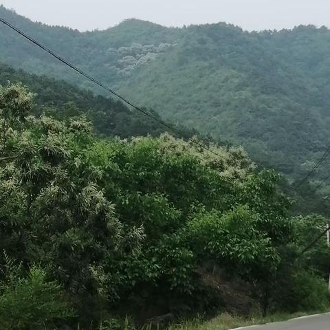 栗花开满川