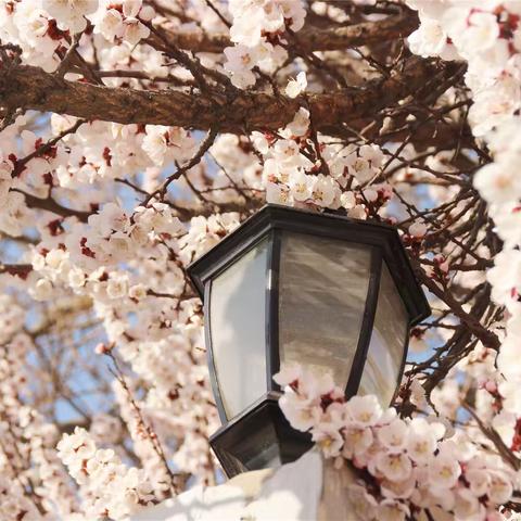 春花烂漫