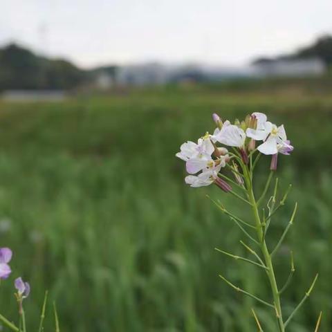 日本本州6日游记