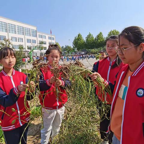 劳动实践—原来花生这样生长