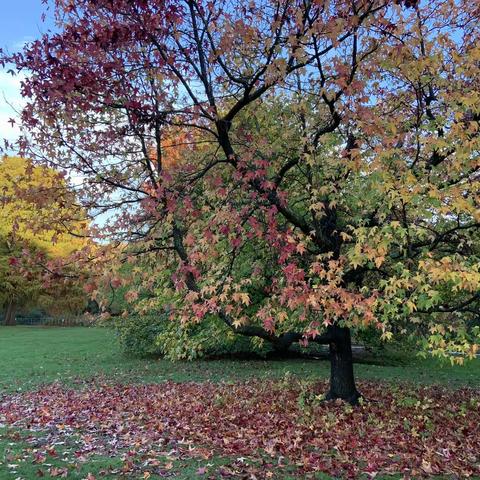 汉普斯特德希思公园的秋