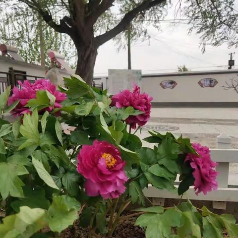 花开花季，花向未来