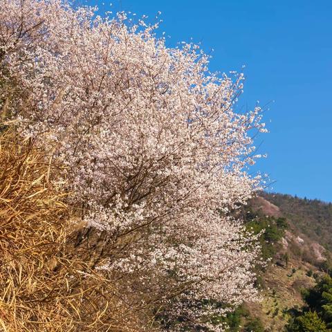 山花烂漫时