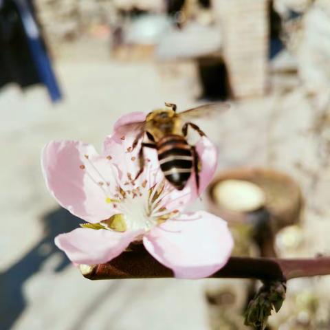 春天一个美丽的季节♥