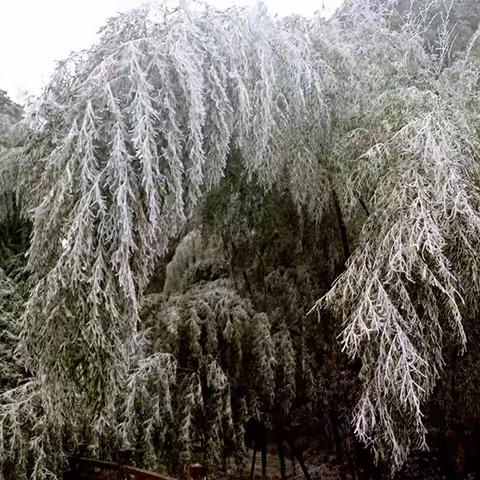 桂东高山初雪，银装素裹~美美哒~