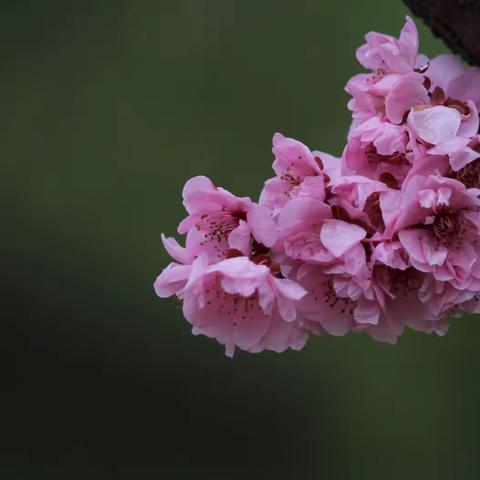 春暖花开