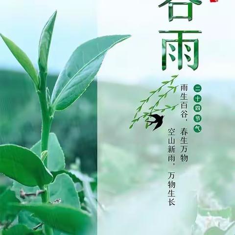 《种下一粒种，发了一颗芽》宝宝乐幼儿园谷雨主题活动🌹