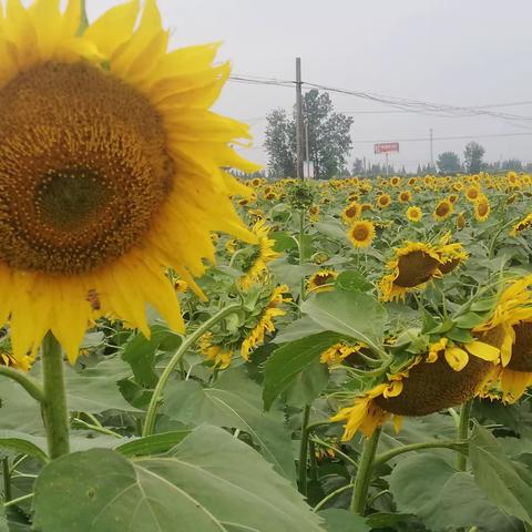 葵花金灿灿